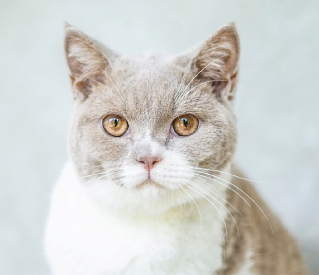 Get Ready for National Pet Insurance Month A Brief Guide to Protecting